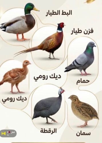 للبيع طيور متنوعة 
