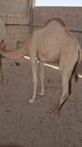 للبيع قعود عقيره يشرب حليب تحت ام