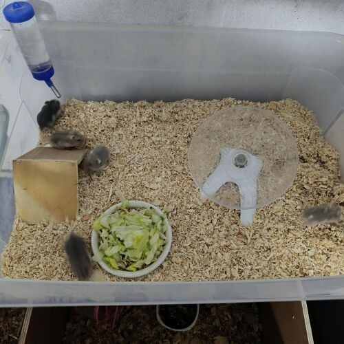 cute russian dwarf hamsters