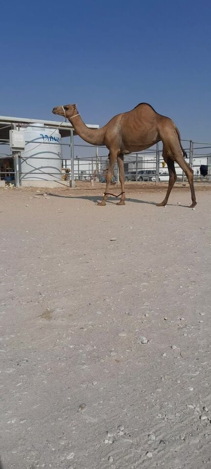 بكره لقيه