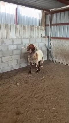 للبيع فحل سوري طيب ماشاء الله