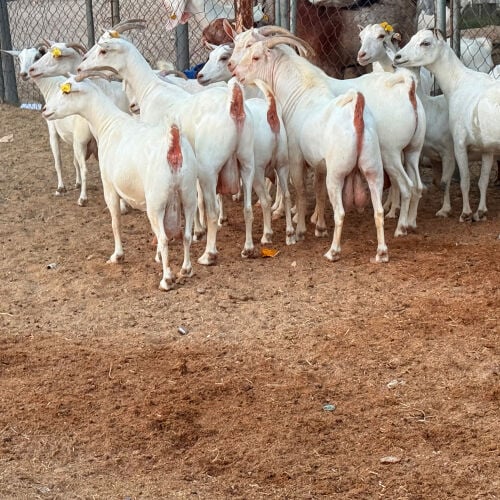 معزه عمانيات برص أصايل مراح واحد 