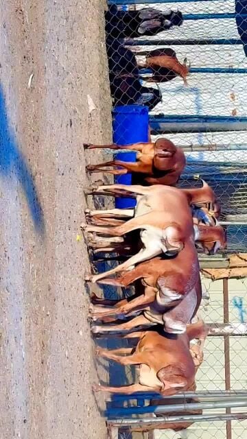 غنم بربر حمر أصايل فاخره طيبه 