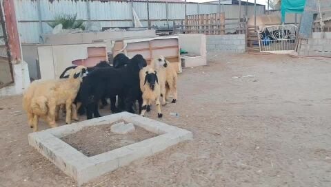 خرفان ورخال طيبه