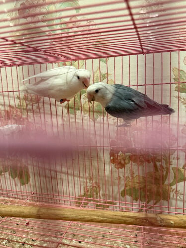 love bird pair ready for breeding 