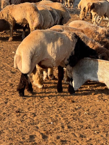 خرفان سورية