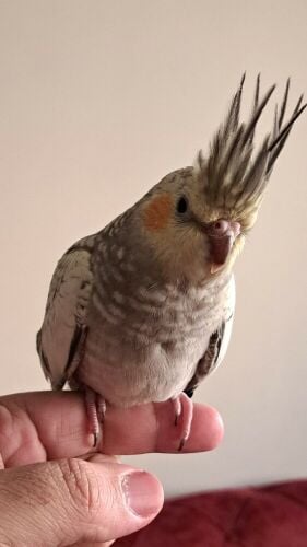 female pearl Cockatiel for sale