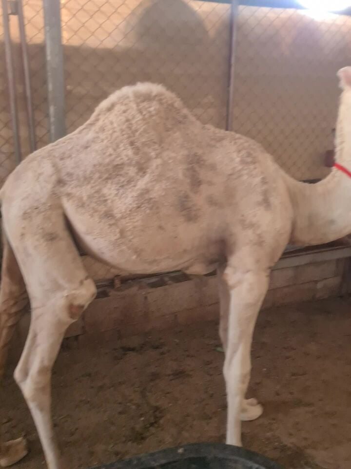 قعود الوضح سمين عمر سبع شهور
