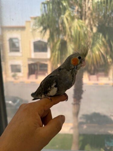 cockatiel bird baby