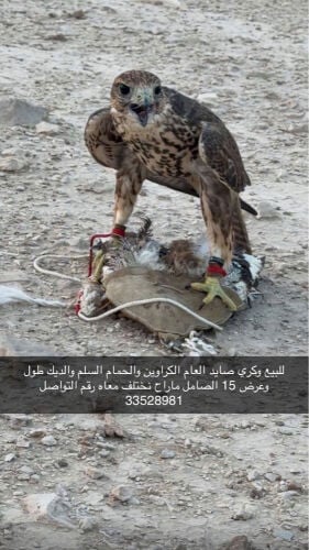 وكري 