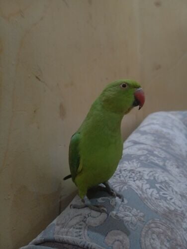 India green neck