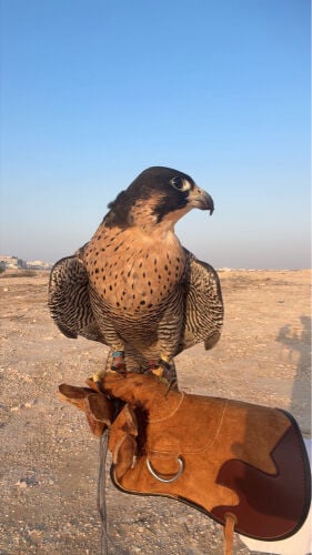 للبيع قرناس شاهين