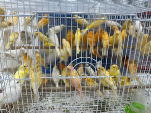 Canaries raised at home: health and