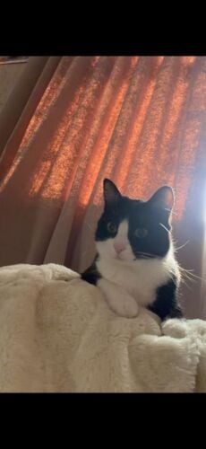 Cat for adoption