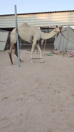 للبيع قعود ثني الاب شديد