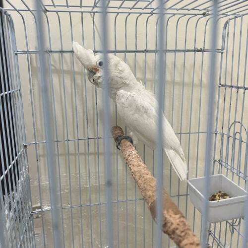 لبيع طيراليف سبب البيع عشان بسفر