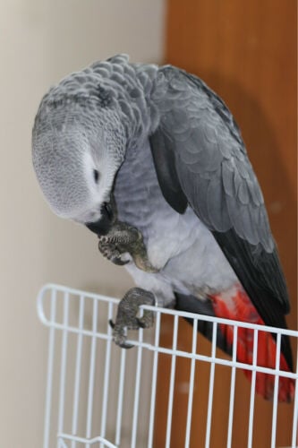 African Grey parrot 