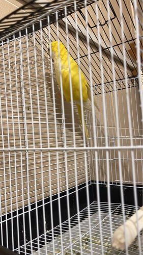 A yellow kwiker parrot, 