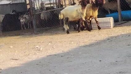 للبيع طليان سوريا طيبه ماشاء الله