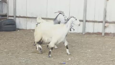 للبيع معزه مشاريك دفيع