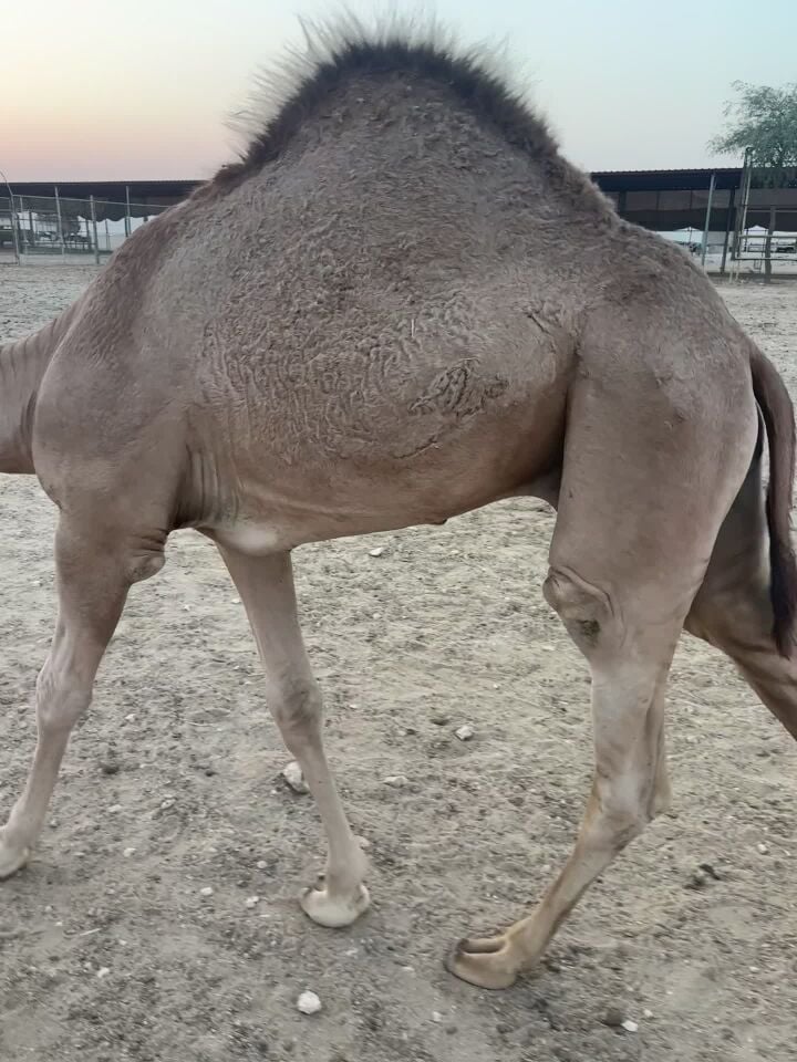 للبيع عقاير العدد 2