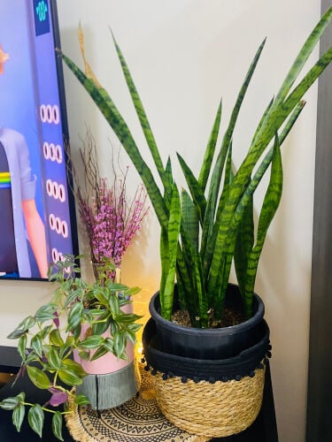 indoor plant for sale 