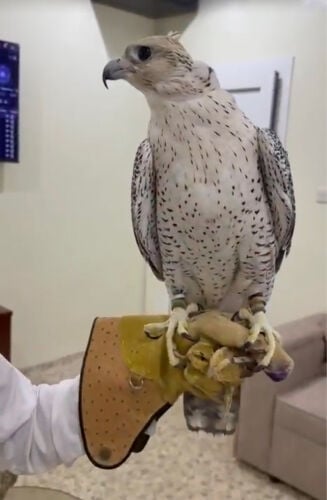 جير شاهين 