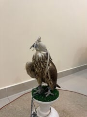 عبدالله 