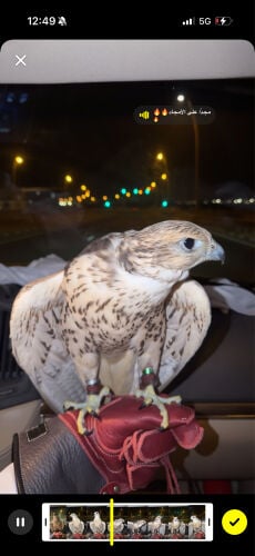 جوبي للبيع او للبدل ب طير ثاني 