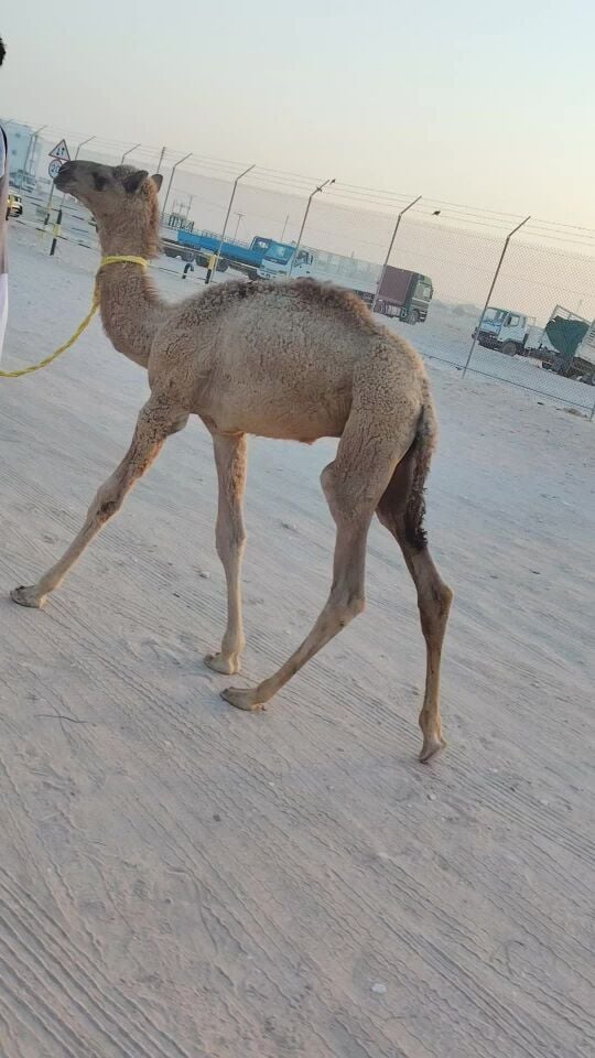حوار ضيار
