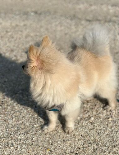 Mini Pomeranian 
