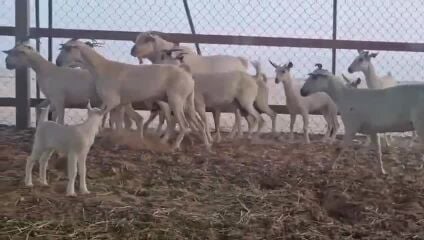 معزه عمانيات طيبه اباكير
