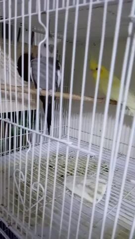 Cocktail nut