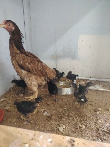 hen with egg and chicks defirant
