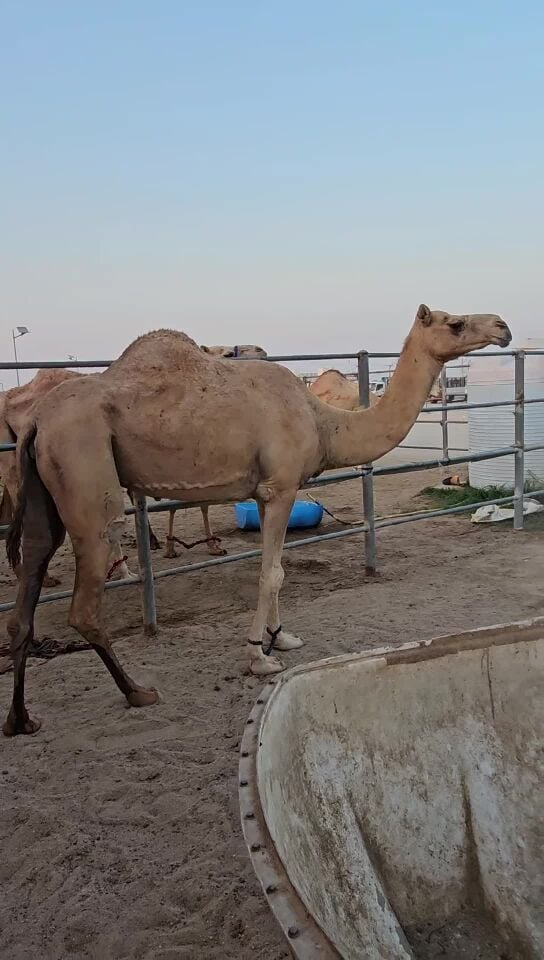 للبيع