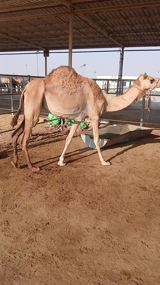للبيع عشاير ع فحص البرسله
