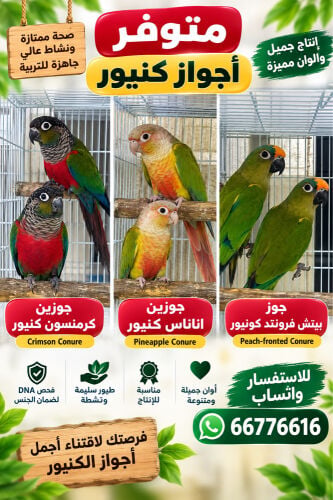 كنيور جمله اجوز 