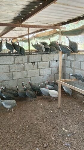 Habasi