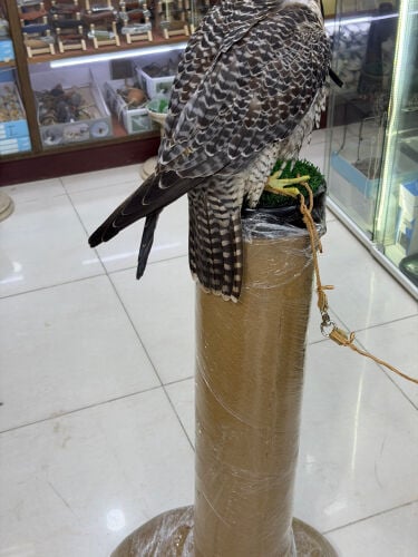 وكر هزاز