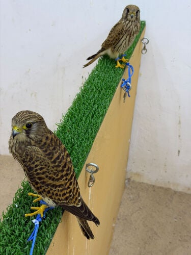 شرايس 