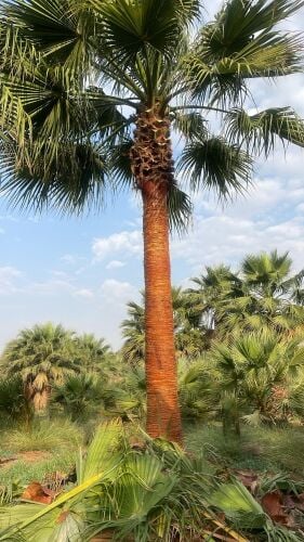 اشنطونيا جميع المقاسات