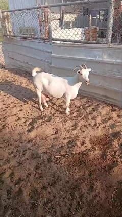 ماعز عمانيه توها والده