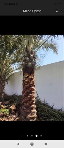 نخيل خدمات