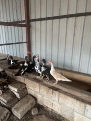 duk for sale