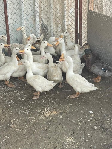 Ducks 