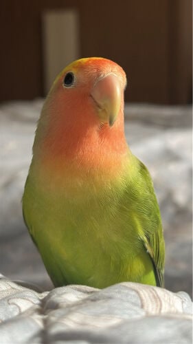 ببغاء روز 