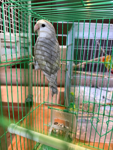 ببغاء الروز