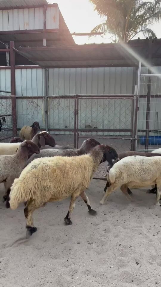 غنم سوريه طيبه 