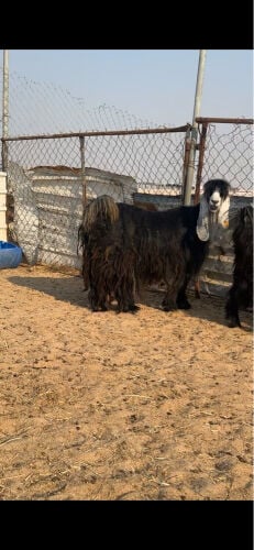 معزا عوارض صنف
