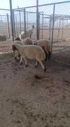 طليات العمر اربع شهور